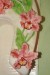 podkova orchidee detail